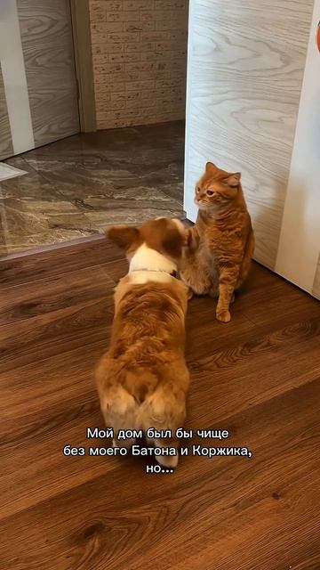 Лучшее лекарство от хандры — в этом канале  #корги #corgi #смешныеживотные #tiktok #shorts #шортс