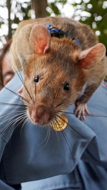 Крыса-сапер