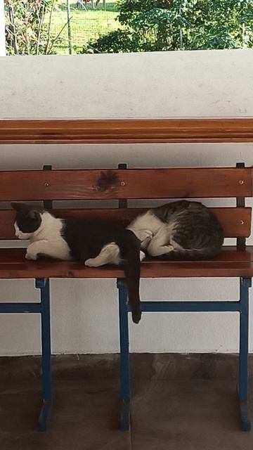 Котики - братья при храме.