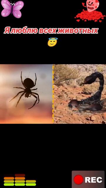 Я люблю всех животных😇