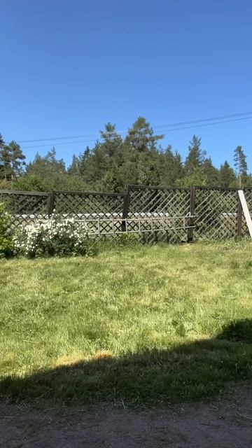 Ставь , если сегодня тебе хочется обнять корги #корги #corgi #милота #хочуобнять #shorts #dogs