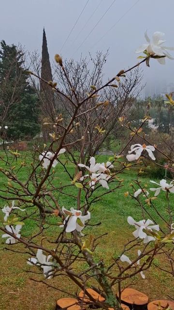 магнолии в Сочи 2026