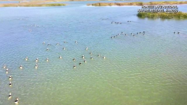 🐦Блеск надежды: редкие ибисы возвращаются в природу Китая
