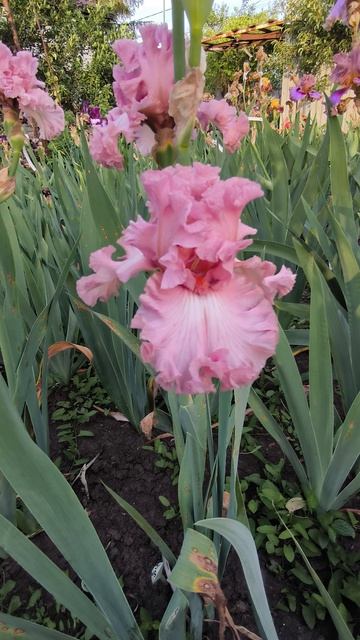 СИМПЛИ ФАБИЛОУС / SIMPLY FABULOUS (T. Джонсон, 2019)