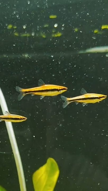 Наши новинки аквариумных рыбок по адресу г.Курск, проспект победы д10 вывеска аквариумистика!