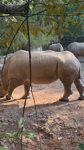 🦏Белые носороги в национальном парке «Солнечная река»