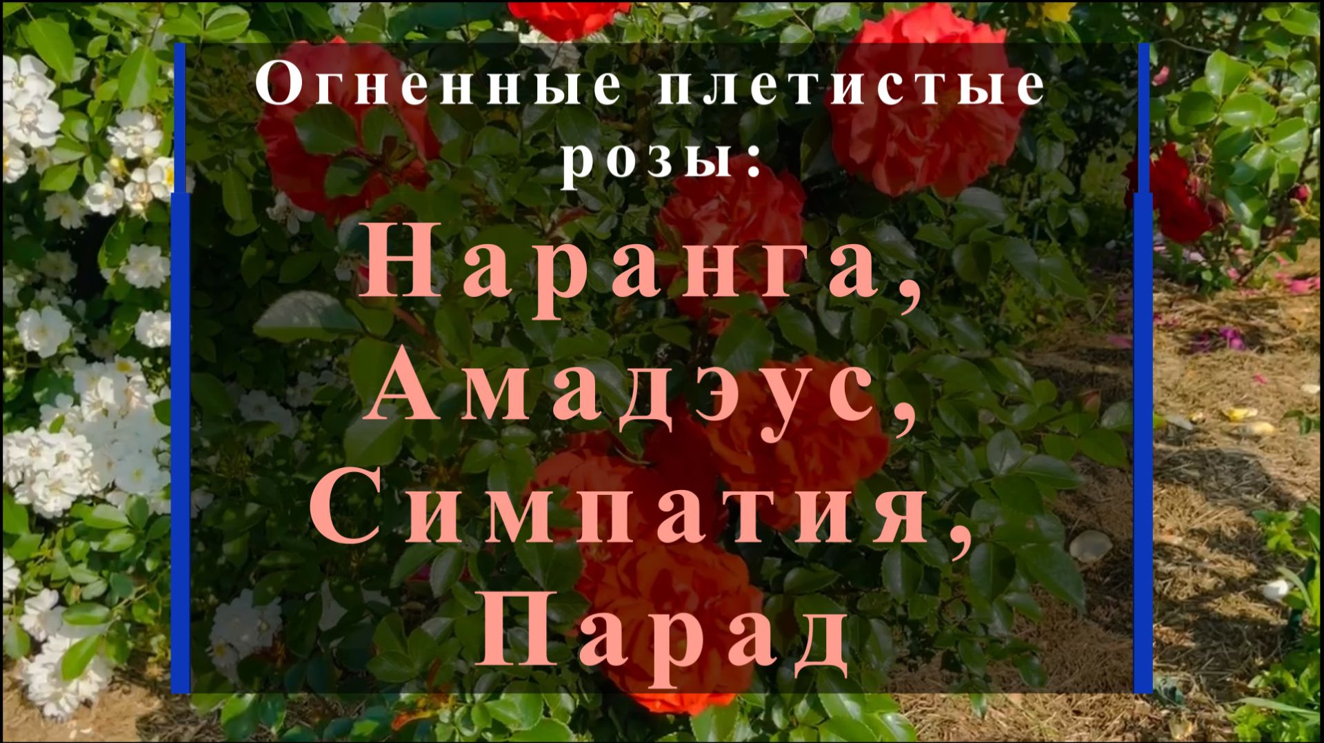 Огненные плетистые розы: Наранга, Амадэус, Симпатия, Парад