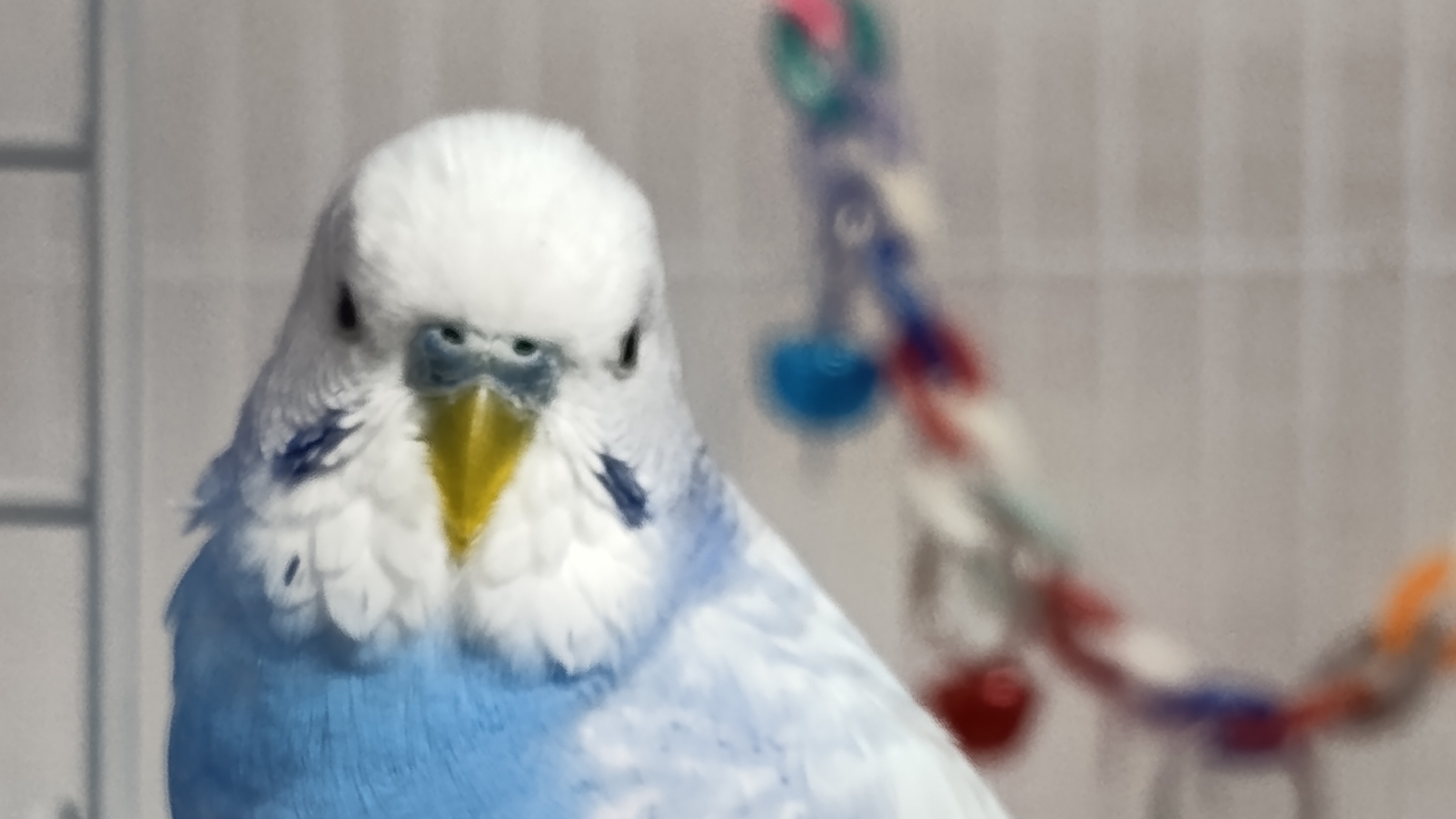 Невероятное пение волнистого попугая 🦜 #ангелочеккеша #попугай #волнистыйпопугай