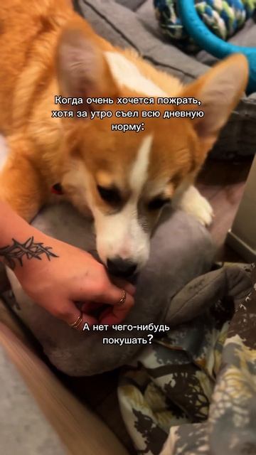 Покушать всегда на первом месте у Коржа