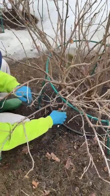 ВЕСЕННЯЯ ОБРЕЗКА СМОРОДИНЫ