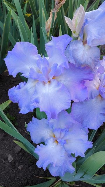 СИКС ПАК / SIX PACK (Г. Слэйд, 1983)