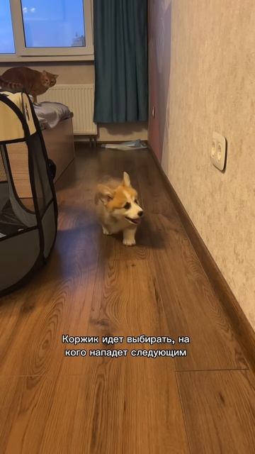 Подписывайся, чтобы не пропустить коржедень #корги #коргипемброк #corgi #корж #коргисобака #shorts