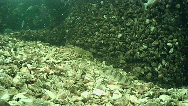 1000015510.mp4Волга гл.2м.17.04.2026г.