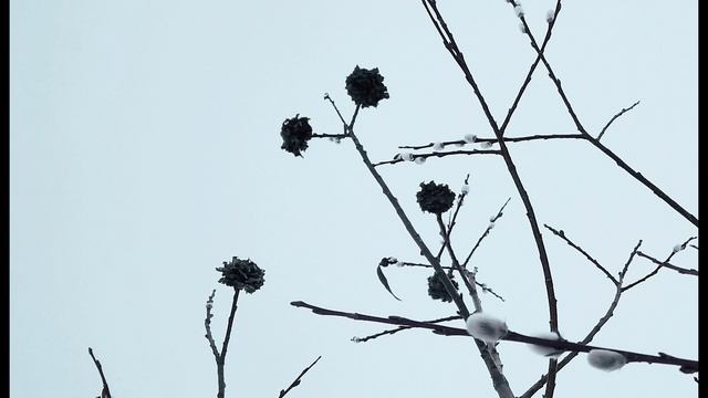 Ш. Бодлер. Я люблю тебя так, как ночной небосвод...