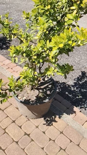 что выращивает мой дед