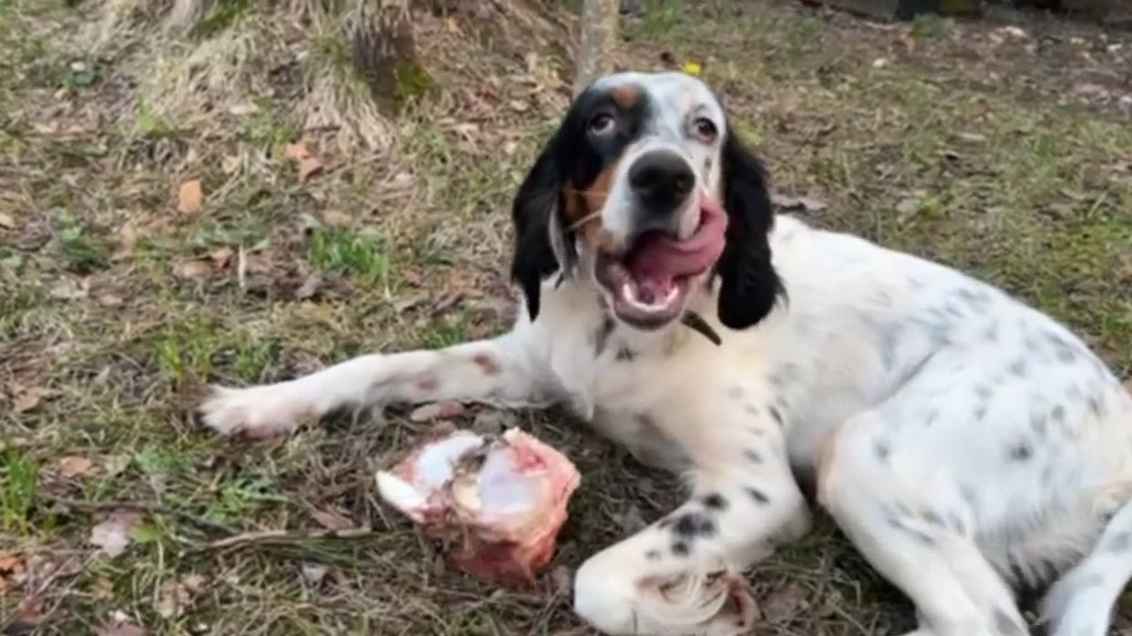 Лиса-Алиса. Большая добыча Честера