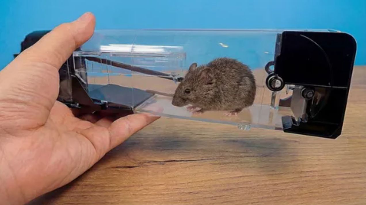 Поставил мышеловку в лесу и поймал интересного зверька