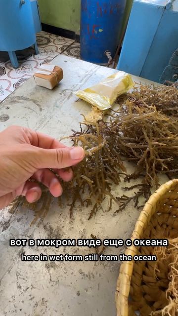 ЦЕХ ПО МОРСКОЙ КАПУСТЕ