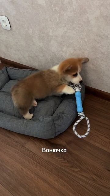 Делитесь в комментариях, как зовут ваших животных