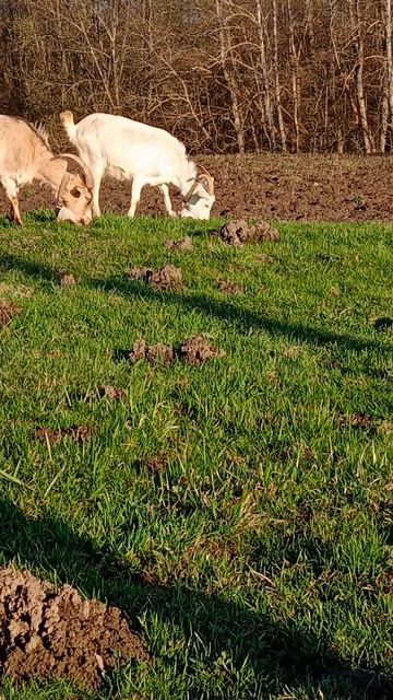 17.04.26 прогулка