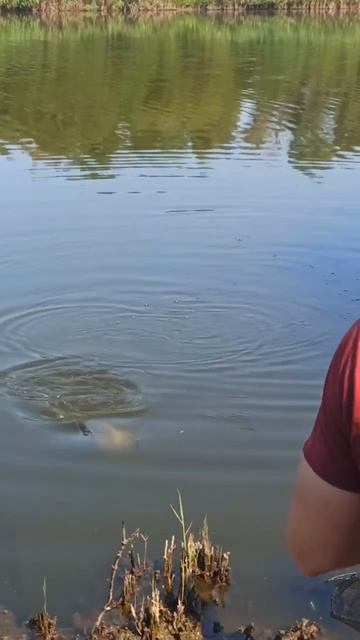 Послушный карп