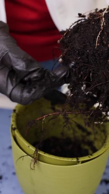 Фикус перестанет сбрасывать листья и вмиг зазеленеет, если сделаете так!