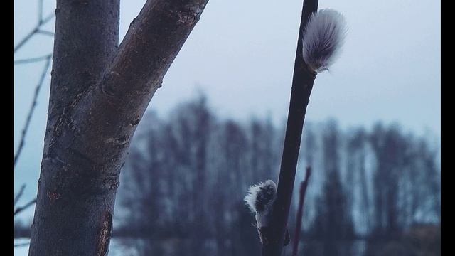 В. Шекспир. Сонет 127. Прекрасным не считался чёрный цвет...