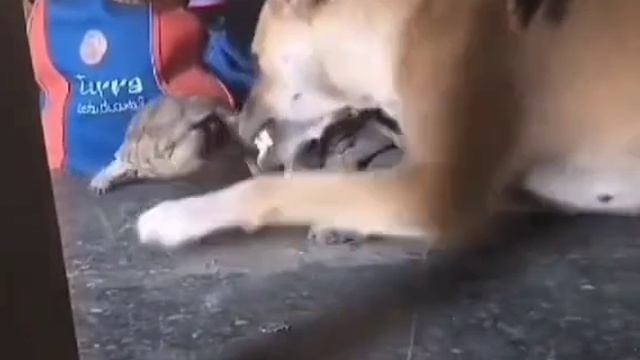 Смелая черепаха!!!