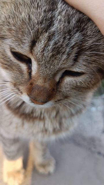 моя кошечка Роза