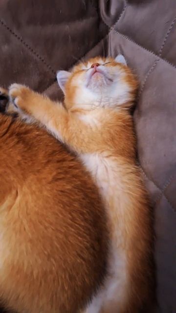 Коты мастера в искусство сна!!! #cat #видосыоткота #веселыекоты