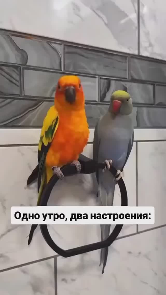 ПРЕКРАСНОГО НАСТРОЕНИЯ!