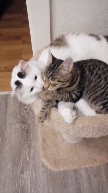 Любовь❤️❤️❤️