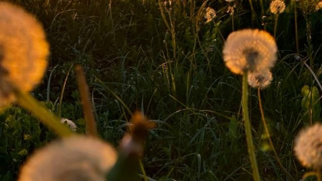 Жужжит, поёт неспешно лето (1)