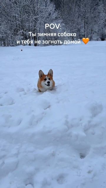 Подписывайся! Каждый день выкладываю Коржа