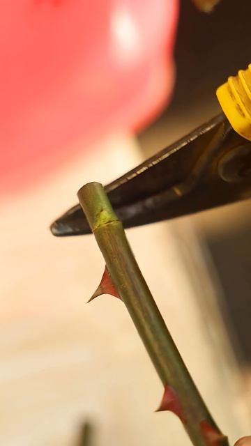 Я не миллионер, чтобы каждый год покупать саженцы! Выращиваю их бесплатно из черенков