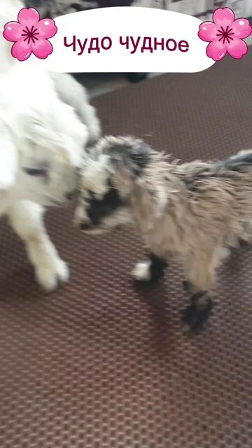 Чудо чудное.