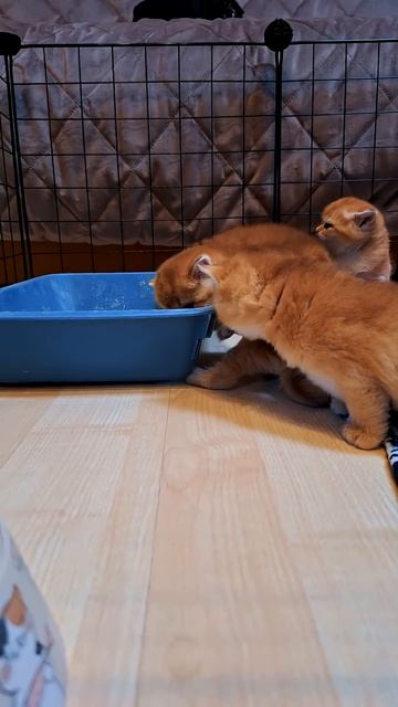 Котята подросли. #cat #видосыоткота #веселыекоты