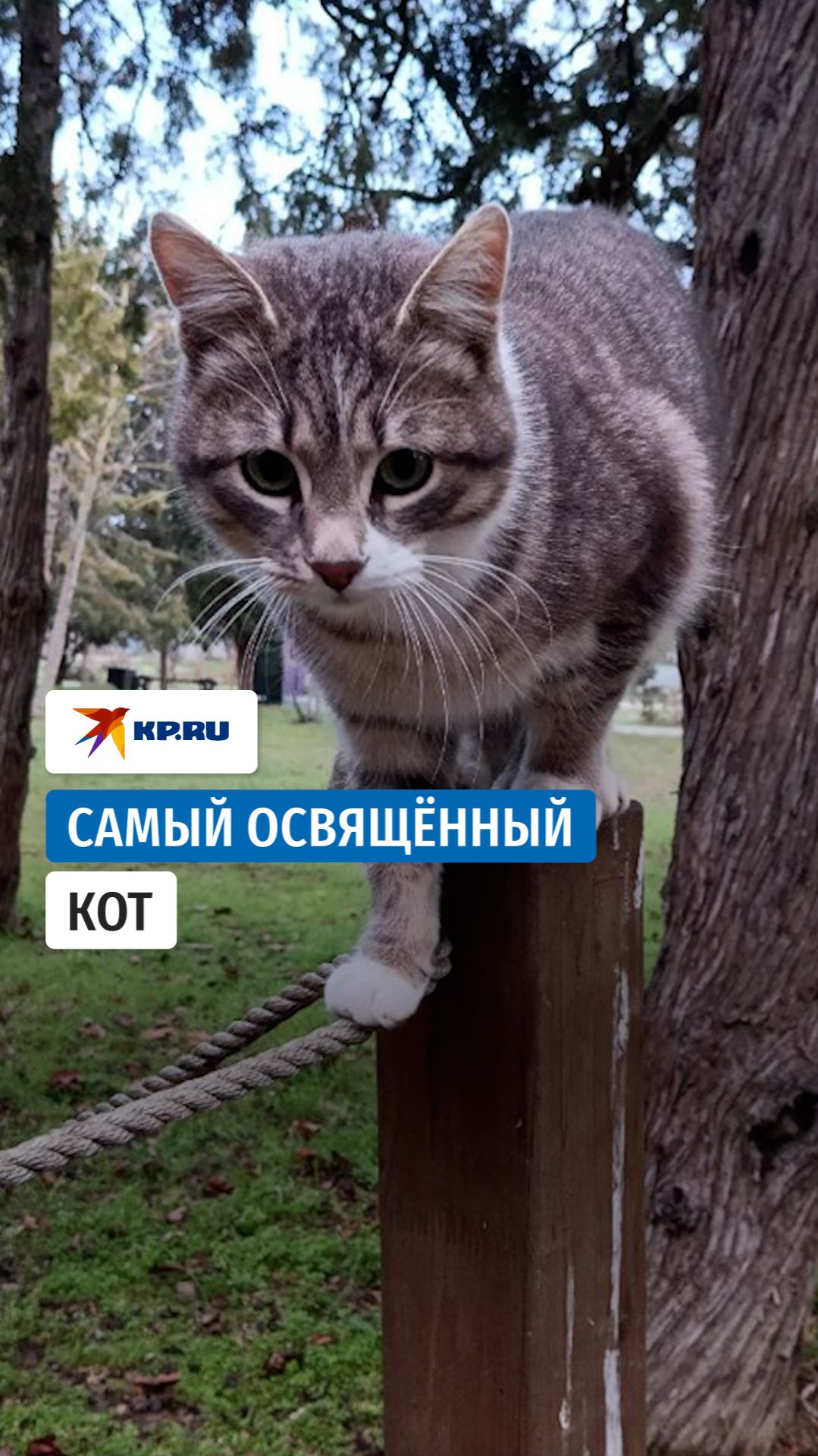 Кота Созонта окропили святой водой – теперь он восходящая звезда