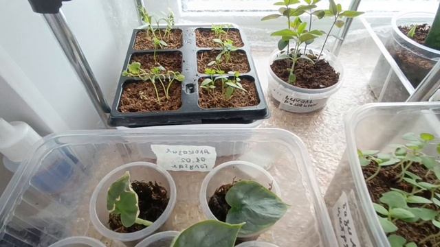 Обзор рассады перца и баклажанов. 17 апреля 2026 г.