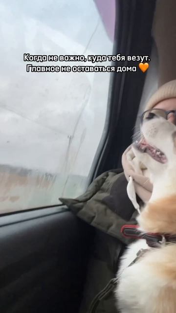 Корж всегда готов к движу, когда открывается входная дверь