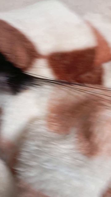 4 КЛИП ПРО АГАТУ