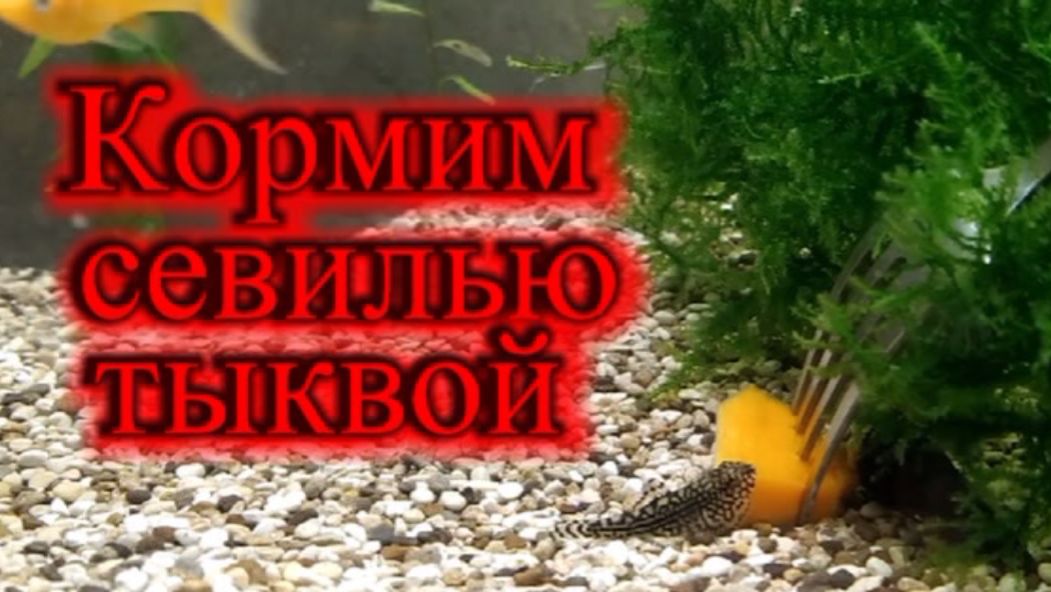 Псевдоскат Севилья кормим тыквой