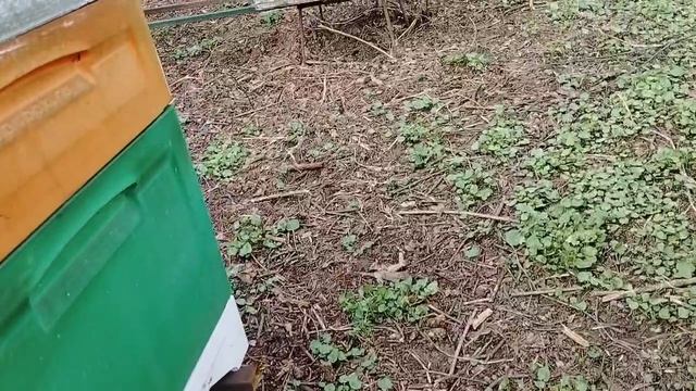 17 апреля. НЕ ЗА ГОРАМИ и РОЕНИЕ