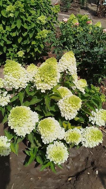 Метельчатая гортензия Распбери Пинк.