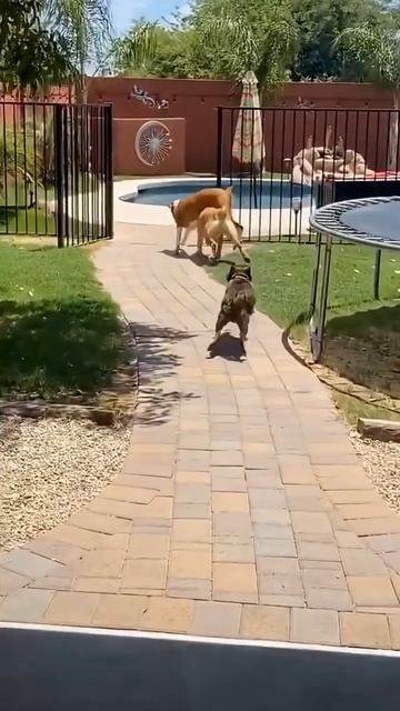 Смешные собаки