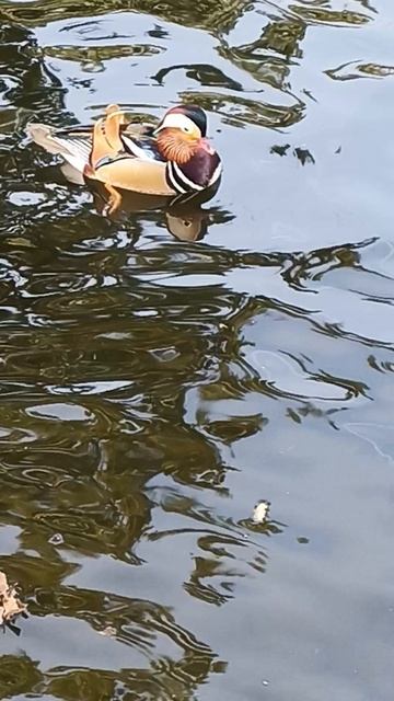 Мандаринка в Москве. Парк Лианозово.