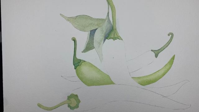 Острые перчик. Акварель