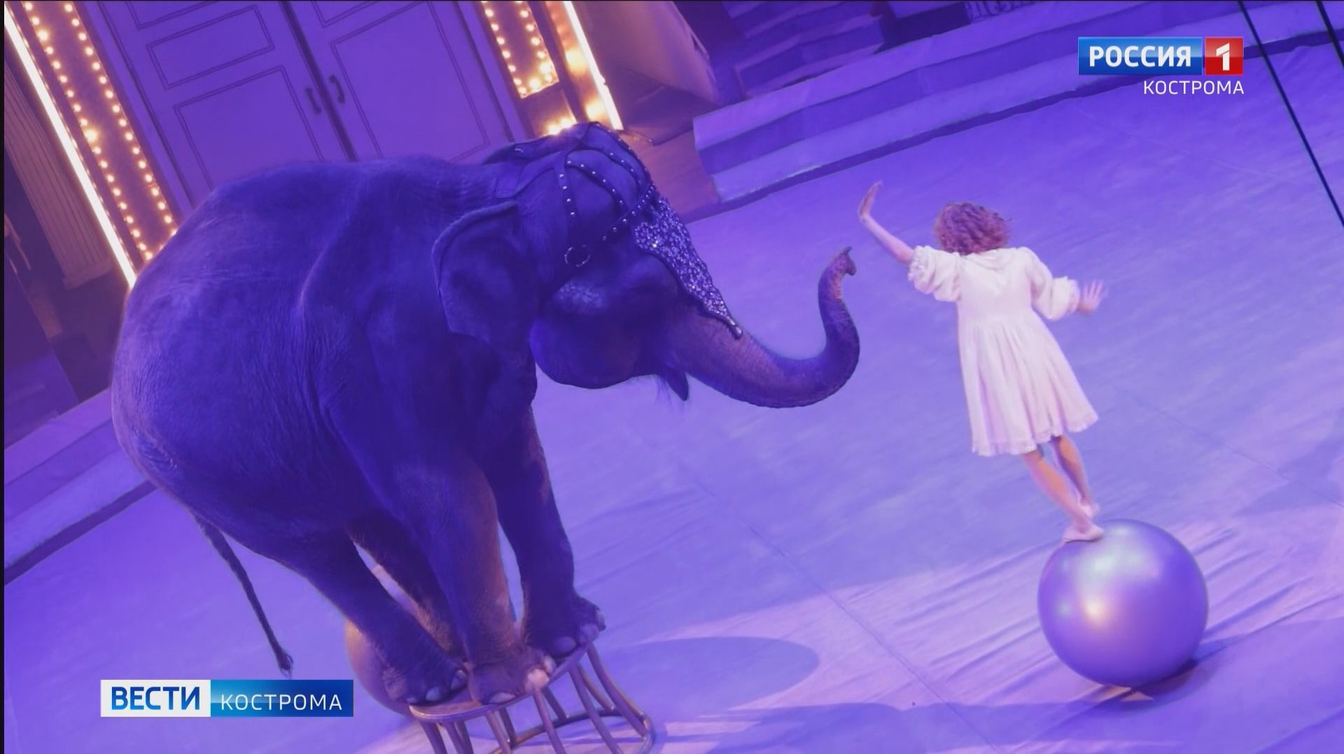 Многотонные артисты покорили гостей Костромского цирка своей нежностью