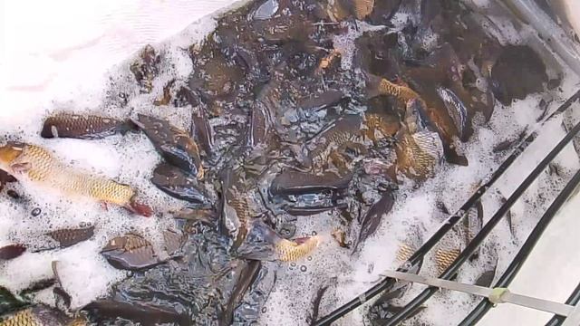 Зарыбление карпа в 9-й водоём РК 