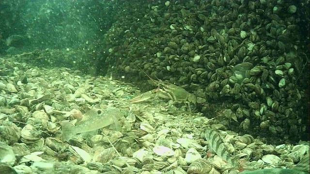 1000015513.mp417.04.2026г.